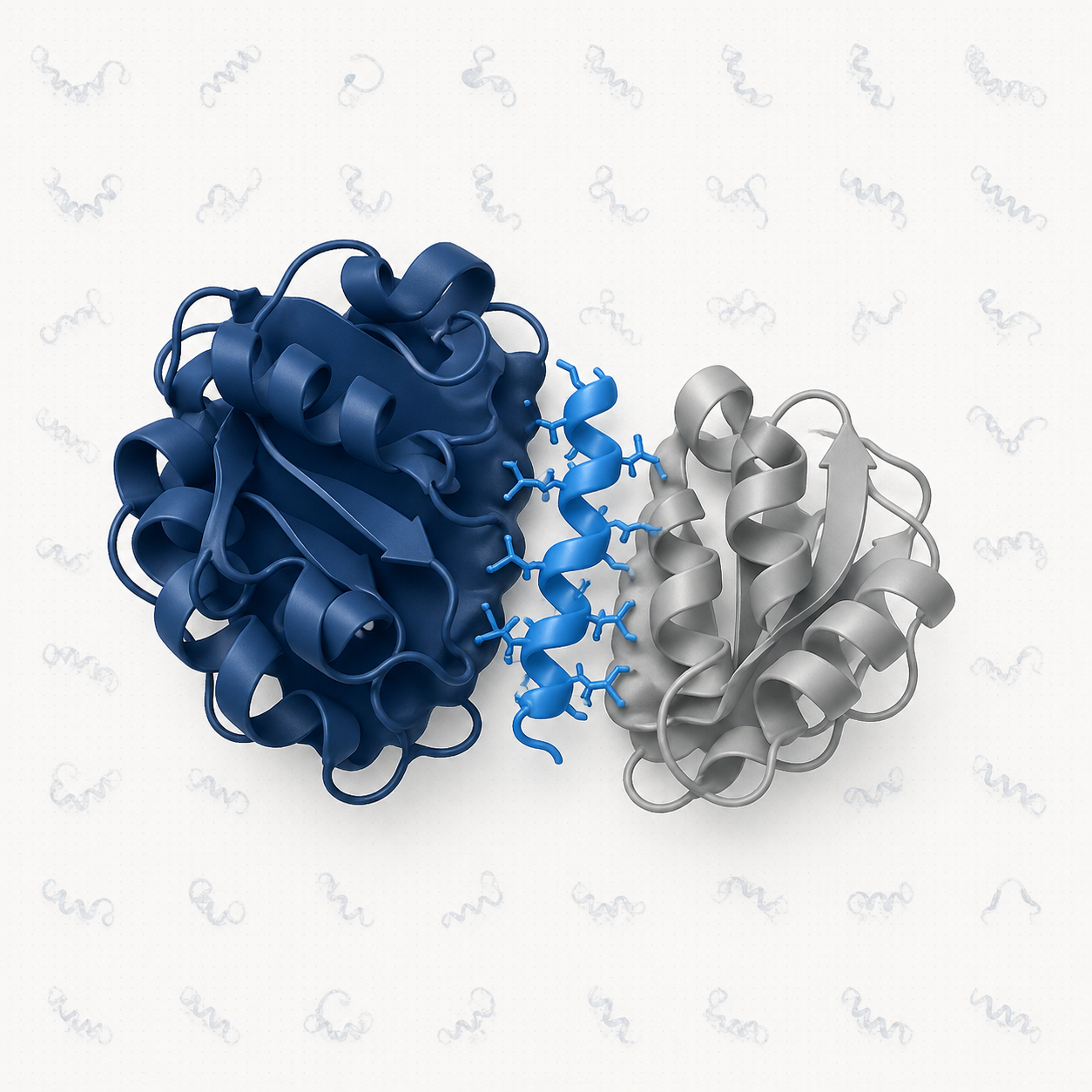A peptide binder wedged into a protein-protein interaction interface between two protein domains